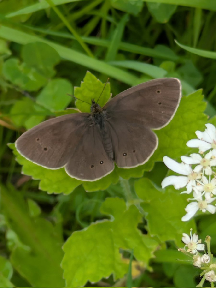 pam_mcinnes's tweet image. #FlutterbyFriday Saw hundreds of Ringlets (Aphantopus hyperantus) flitting about in the hot sunshine at Jackson&apos;s Brickworks Reserve, Cheshire.