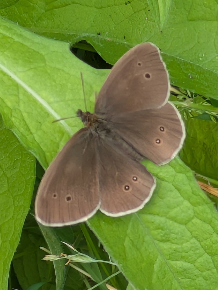 pam_mcinnes's tweet image. #FlutterbyFriday Saw hundreds of Ringlets (Aphantopus hyperantus) flitting about in the hot sunshine at Jackson&apos;s Brickworks Reserve, Cheshire.