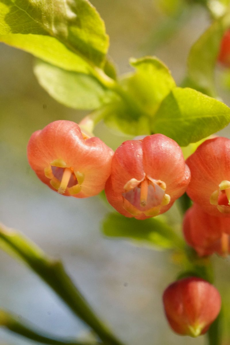 National Plant Monitoring Scheme (@thenpms) on Twitter photo Species spotlight Bilberry - Vaccinium myrtillus a small deciduous shrub with vivid green leaves & lantern shaped greenish pink flowers. Leaves are 1-3cm long & finely toothed. It features on several species lists including for bog & heath habitats. 📷Nathalie Esselin Species spotlight Bilberry - Vaccinium myrtillus a small deciduous shrub with vivid green leaves & lantern shaped greenish pink flowers. Leaves are 1-3cm long & finely toothed. It features on several species lists including for bog & heath habitats. 📷Nathalie Esselin