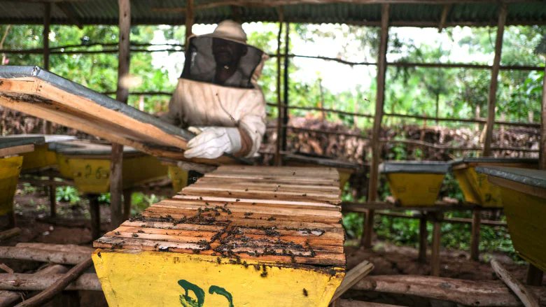 From migrant laborer to proud beekeeping entrepreneur! Kifle Kirba’s job story shows how sustainable livelihoods can change lives. Want to know how he built his honey business? Read more ➡️ wrld.bg/wRct50W9WHa