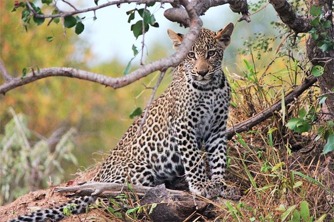 ToshMarttours's tweet photo. Explore Kenya’s Legendary Tsavo East National Park with Toshmart Tours – Where Every Moment is a Wildlife Encounter.

🌐Visit our Website now -https://t.co/80wW5BxAwX

#TsavoEast #KenyaSafari #ToshmartTours #WildlifeAdventure #ExploreKenya #BigFiveSafari #AfricanSafari https://t.co/YqQPJT4DXB