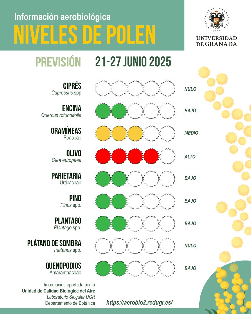 #InformePolenUGR | Previsión del 21 al 27 de junio

⚠️ Los niveles de polen del olivo se encuentran en valores altos
🟡 El nivel de polen de gramíneas es moderado
📉 Se prevé que la dinámica descendente continúe los próximos días

ℹ️ Informe completo: sl.ugr.es/InformePolenUG…