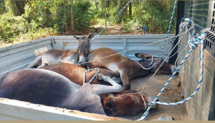 Muğla Valiliği’nin talimatıyla Datça-Marmaris arasında yaşayan yaban eşeklerinin toplanmasına yönelik başlatılan uygulama, tepkiyle karşılandı. 

Datça Belediyesi’ne gönderilen yazıda yaban eşeklerin "ivedilikle toplanması" istendi.