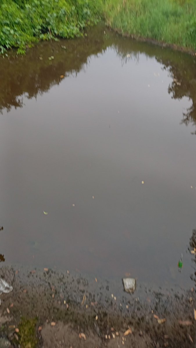 ล่อปลากัน
#น้ำจาย #สงขลา