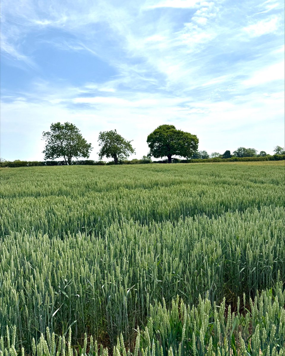 Hutchinsons tweet media