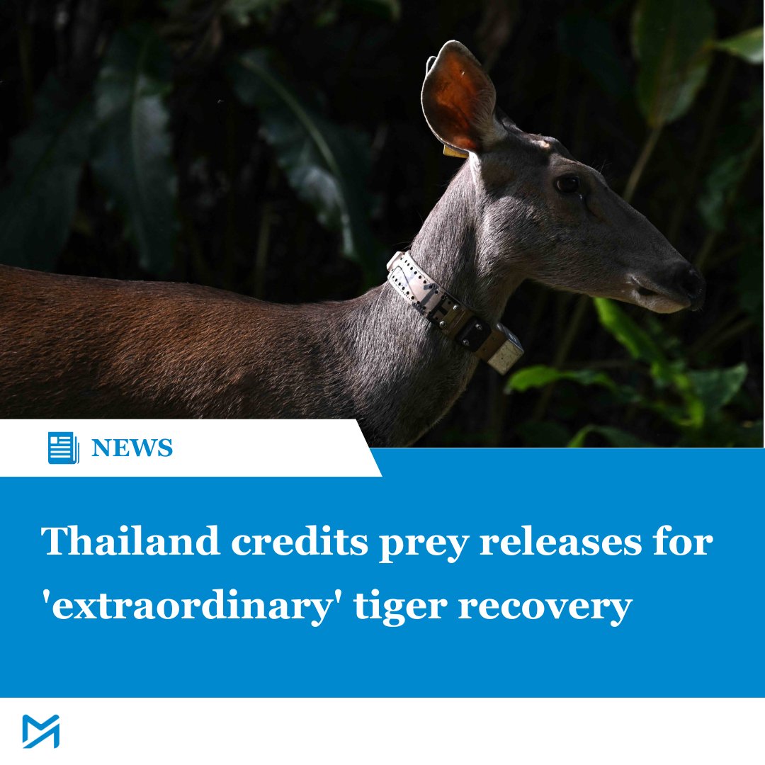 Thailand’s tiger population surges nearly fivefold in 15 years as conservationists reintroduce native prey into the wild

Read more:
myanmar-now.org/en/news/thaila…