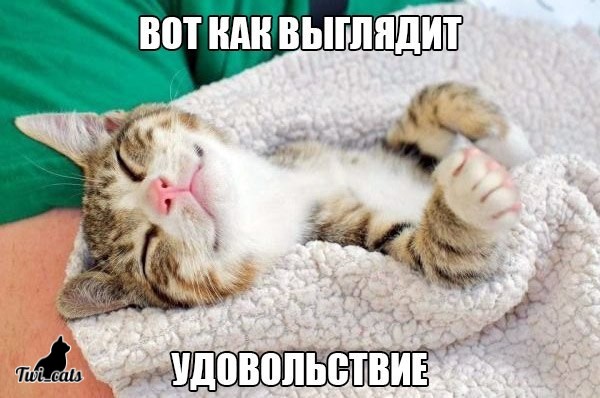 Котэ (@twi_cats) on Twitter photo 