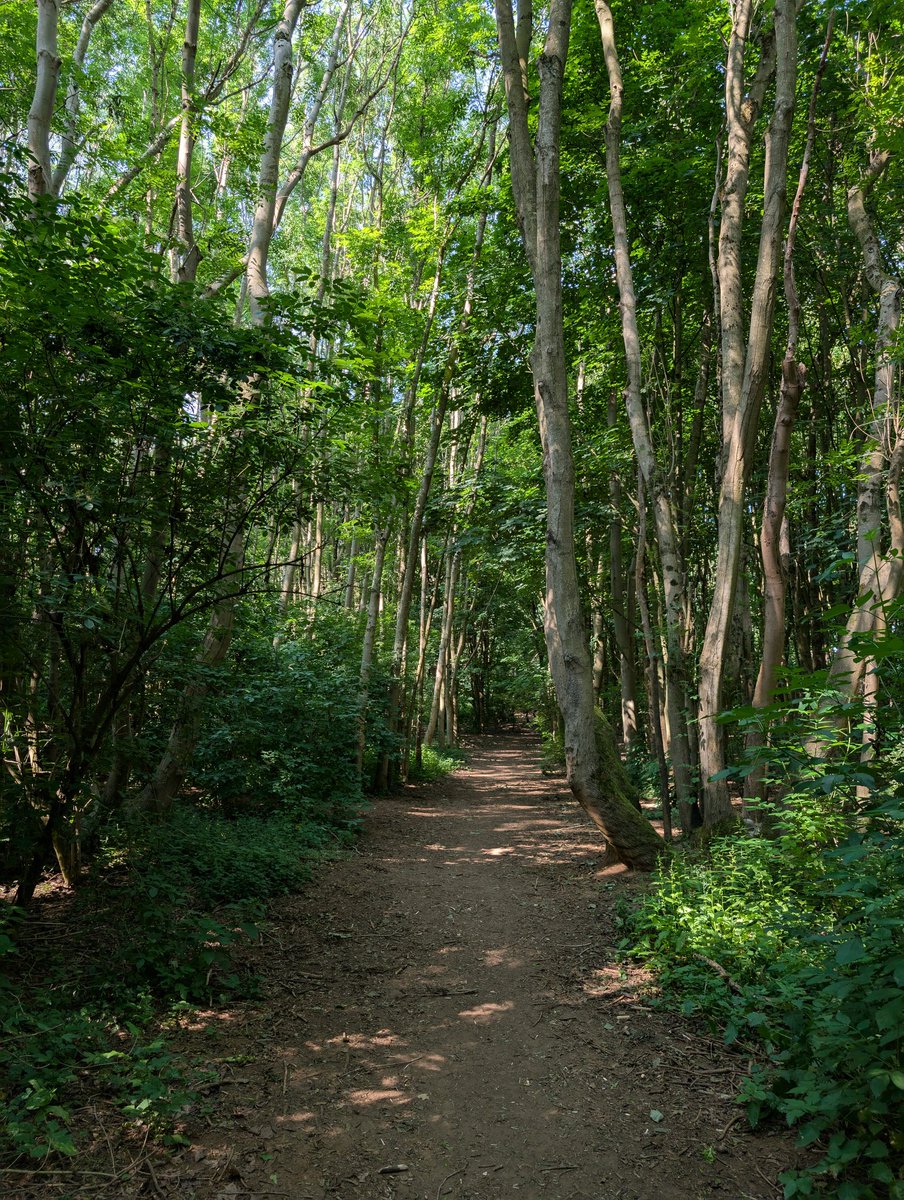 HEATWAVE HAIKU

Dappled woodland path
Sunlight by invitation
Effortlessly cool.

(📷 photo taken 19th June at Hunsbury Hill Country Park)