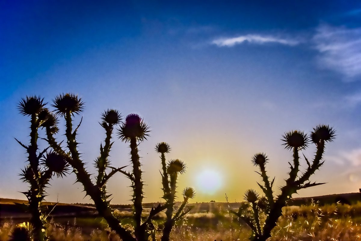 jose pujol (@josep_pujol1) on Twitter photo Amanecer hoy viernes desde #CarrascosaDelCampo #CastillaLaMancha #ColboradoresDelTiempo #ComparteTuAmanecer 20/6/25 <a href="/ElTiempoCMM/">El Tiempo CMM</a> <a href="/ElTiempo_tve/">El Tiempo en TVE</a> <a href="/ElTiempoA3/">El Tiempo de Antena 3</a> <a href="/lasextameteo/">La Sexta Meteo</a> <a href="/aquilatierratve/">Aquà la Tierra</a> <a href="/el_tiempohoy/">El Tiempo Hoy</a> <a href="/AEMET_CLaMancha/">AEMET_Castilla-La Mancha</a> <a href="/HimarGonzalez/">Himar Gonzålez</a> <a href="/fcocachometeo/">Francisco Cacho</a> <a href="/BelenSamper_/">Belén Samper</a> <a href="/CesarGonzaloGar/">César Gonzalo</a> Amanecer hoy viernes desde #CarrascosaDelCampo #CastillaLaMancha #ColboradoresDelTiempo #ComparteTuAmanecer 20/6/25 <a href="/ElTiempoCMM/">El Tiempo CMM</a> <a href="/ElTiempo_tve/">El Tiempo en TVE</a> <a href="/ElTiempoA3/">El Tiempo de Antena 3</a> <a href="/lasextameteo/">La Sexta Meteo</a> <a href="/aquilatierratve/">Aquà la Tierra</a> <a href="/el_tiempohoy/">El Tiempo Hoy</a> <a href="/AEMET_CLaMancha/">AEMET_Castilla-La Mancha</a> <a href="/HimarGonzalez/">Himar Gonzålez</a> <a href="/fcocachometeo/">Francisco Cacho</a> <a href="/BelenSamper_/">Belén Samper</a> <a href="/CesarGonzaloGar/">César Gonzalo</a>