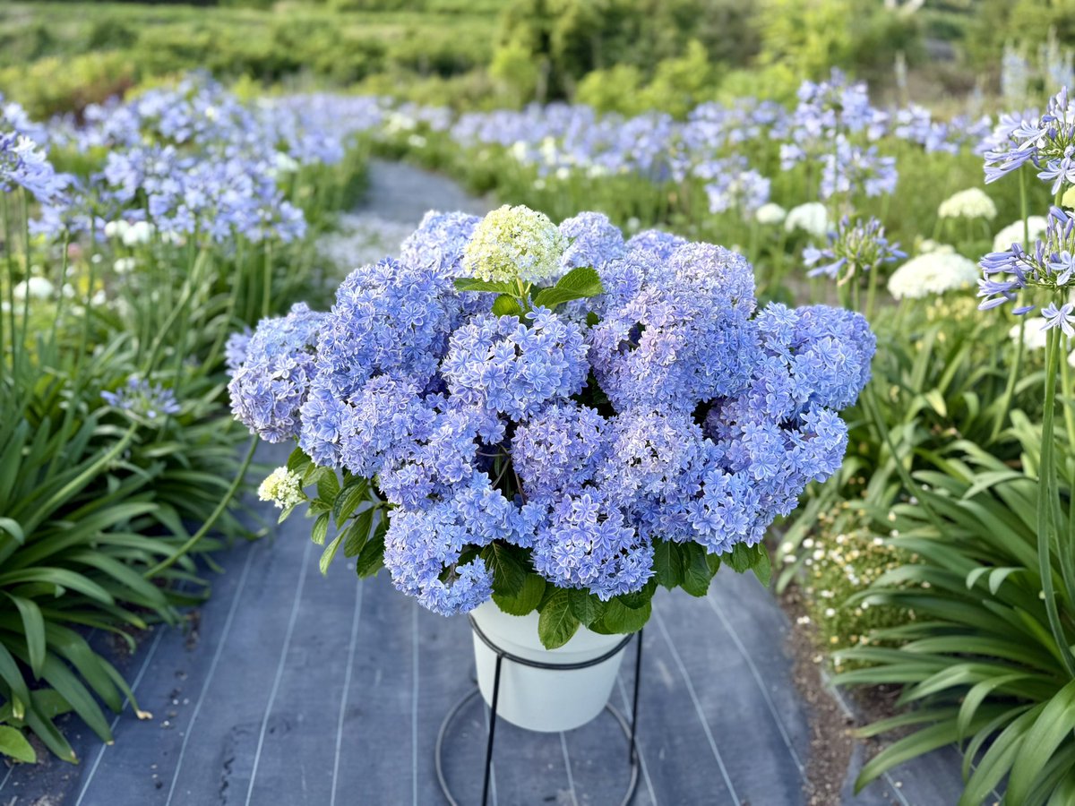 ゆるふわ園芸やっちゃんねる (@ohana_ohana_y) / Posts / X