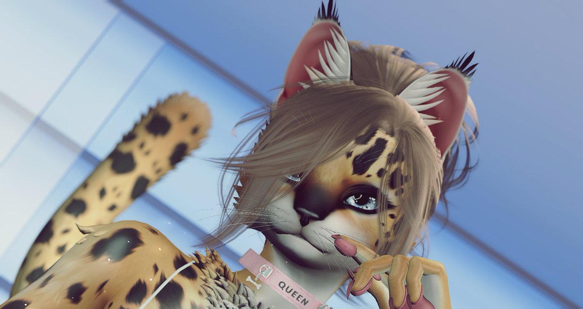 Troopy (@troopysl) on Twitter photo 