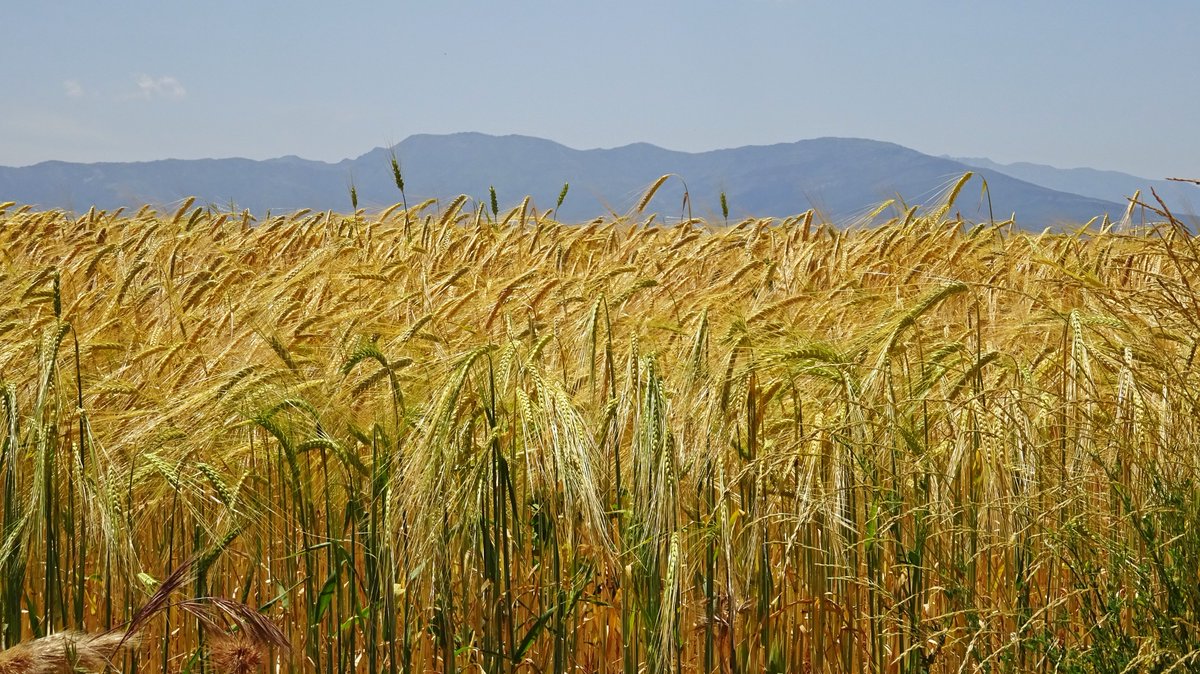 Javier Civantos (@fjcivantos) on Twitter photo Los campos de cereal a pie de la sierra de Ayllón-Segovia tornan del verde al amarillo; confiemos que las tormentas con el granizo no aparezcan... <a href="/sibilafc/">Silvia Ferrer</a> <a href="/TiempoCyLTV/">El Tiempo en CyL</a> <a href="/lasextameteo/">La Sexta Meteo</a> <a href="/fcocachometeo/">Francisco Cacho</a> <a href="/tiempobrasero/">Tutiempo</a> <a href="/ElTiempoA3/">El Tiempo de Antena 3</a> <a href="/ElTiempo_tve/">El Tiempo en TVE</a> <a href="/CyLEsVida/">Turismo Castilla y León</a> <a href="/Aemet_Corpora/">AEMET_Corporativa</a> <a href="/MeteoredES/">Meteored | tiempo.com</a> Los campos de cereal a pie de la sierra de Ayllón-Segovia tornan del verde al amarillo; confiemos que las tormentas con el granizo no aparezcan... <a href="/sibilafc/">Silvia Ferrer</a> <a href="/TiempoCyLTV/">El Tiempo en CyL</a> <a href="/lasextameteo/">La Sexta Meteo</a> <a href="/fcocachometeo/">Francisco Cacho</a> <a href="/tiempobrasero/">Tutiempo</a> <a href="/ElTiempoA3/">El Tiempo de Antena 3</a> <a href="/ElTiempo_tve/">El Tiempo en TVE</a> <a href="/CyLEsVida/">Turismo Castilla y León</a> <a href="/Aemet_Corpora/">AEMET_Corporativa</a> <a href="/MeteoredES/">Meteored | tiempo.com</a>