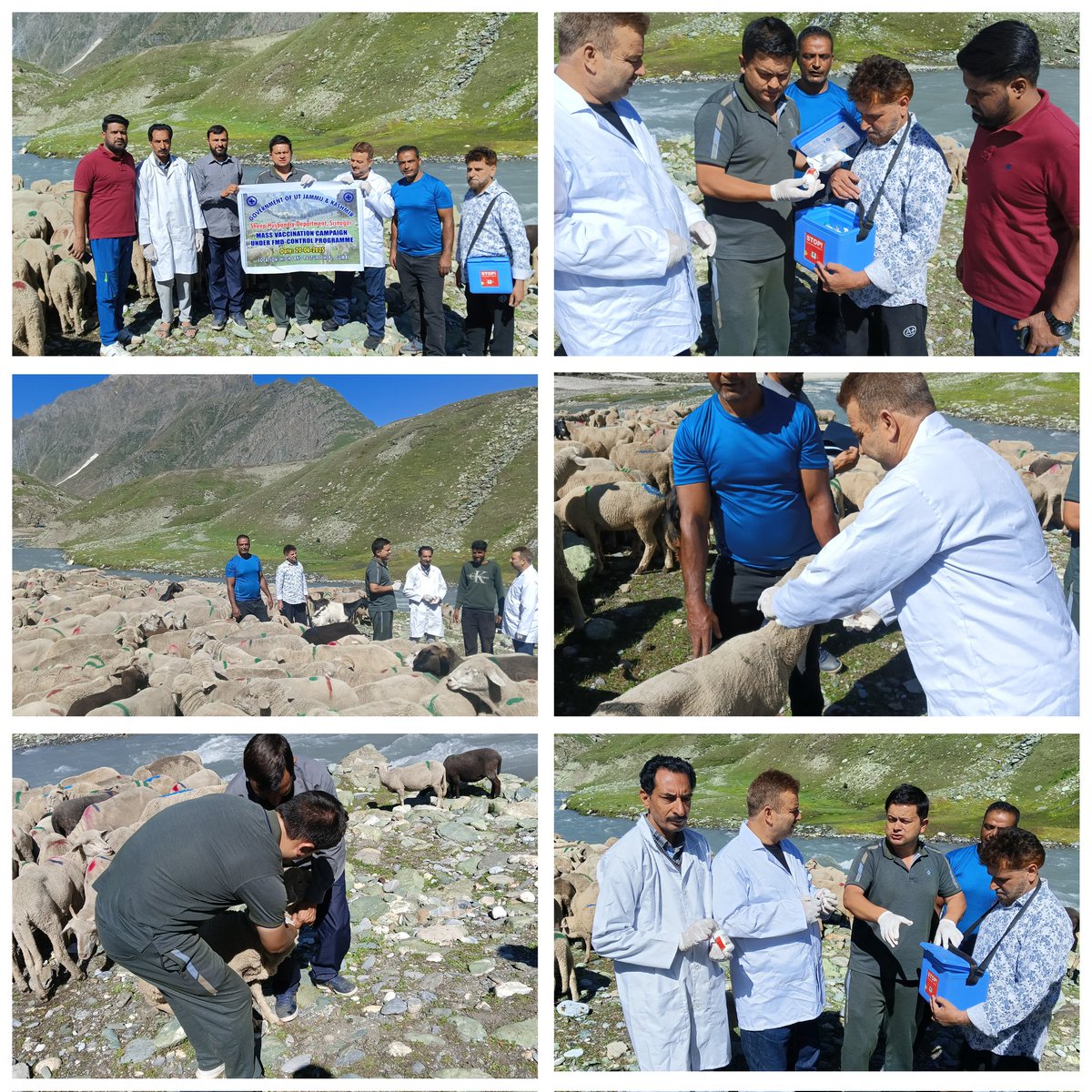 SheepDistr26375's tweet photo. #SheepHusbandry department Srinagar kickstarts #FMDvaccination campaign under #NationalAnimalDiseaseControlProgramNADCP at alpine and subalpine heights in Gumri and adjoining #highland pastures 🏞
@srinagaradmin 
@DirSHDK https://t.co/1HD7t7hcmD