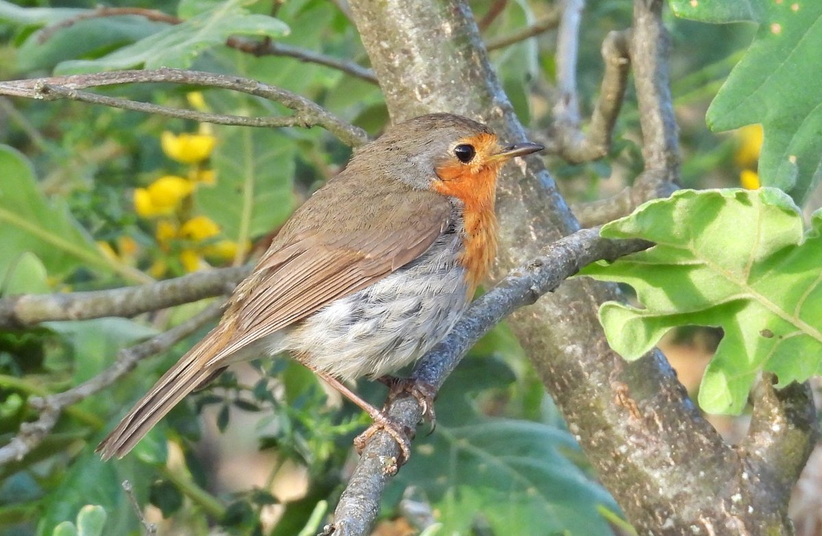 Un PETI para empezar bien el fin de semana 😊 

PETIRROJO EUROPEO /Erithacus rubecula/
