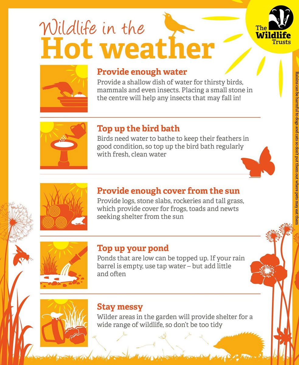 Help wildlife in hot weather! 🚨☀️

Please take care of yourselves in this warm weather, and lend a helping hand to wildlife too. Keep your watering stations topped up with water, and let some of your garden grow wild to provide shade for the animals 👇