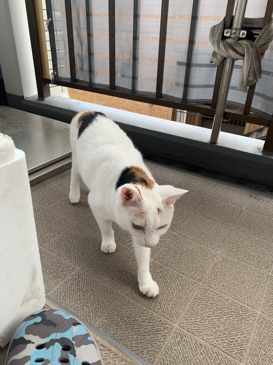 ichi_heart's tweet photo. のっそり のっそり
#ねこ #猫 #cat https://t.co/HlNrIu6MmV