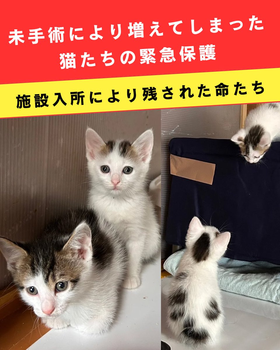熱海市某所にて
自宅に野良猫を自由に出入りさせて、餌やりをしていたご高齢の方。

未手術で猫がどんどん増えてしまった上に、
餌やりをされているご本人が施設入所することになり、
某機関より依頼を受け、緊急保護に向かいました。

現場へ向かうと、確認出来たメス猫は10頭超え！