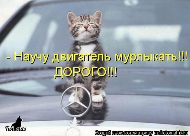 Котэ (@twi_cats) on Twitter photo 