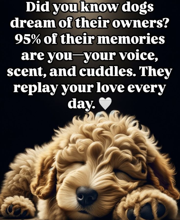 Dog Lovers (@doglovers03) on Twitter photo 