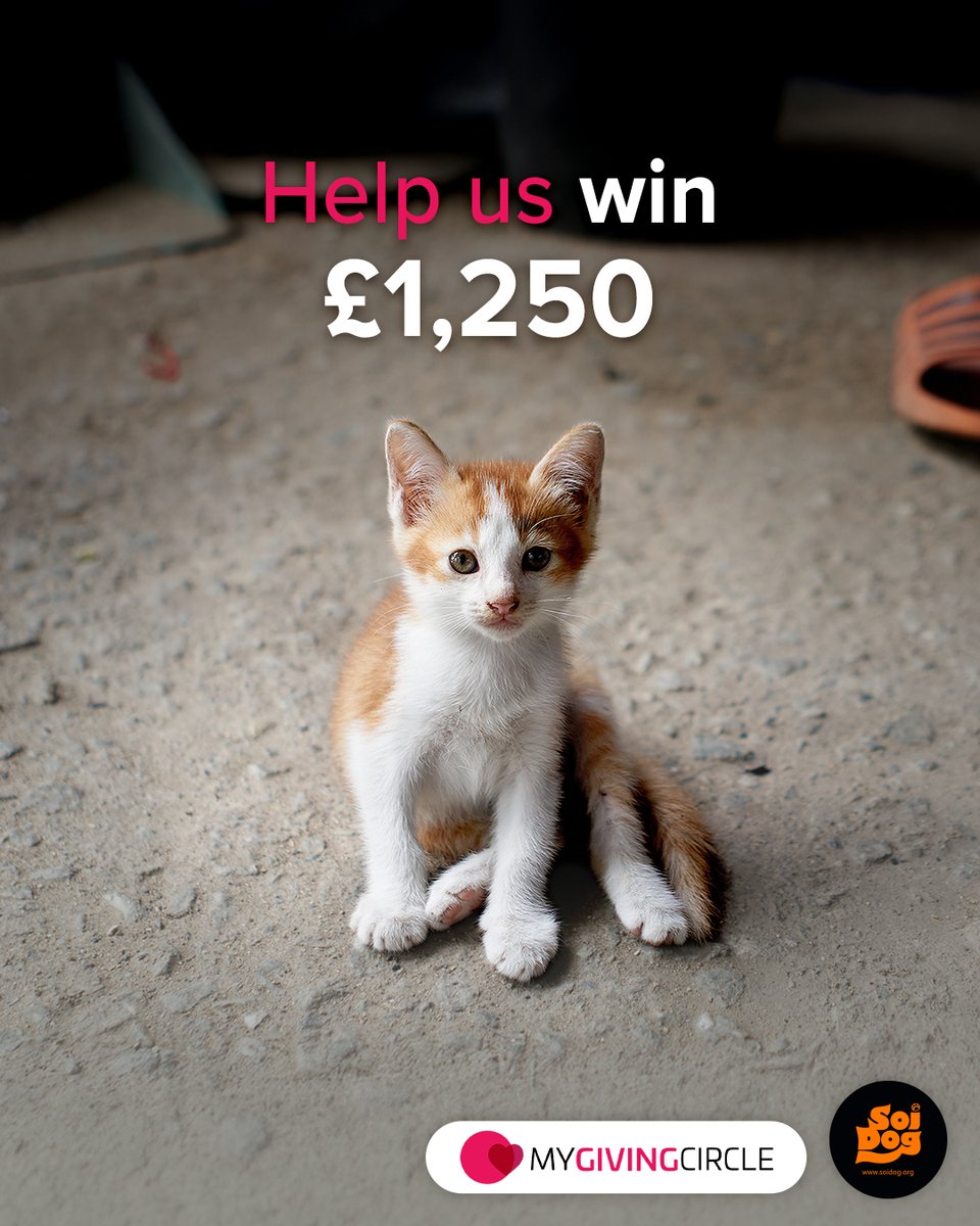 Soi Dog Foundation (@soidogphuket) on Twitter photo 🌸Soi Dog is in the running for the <a href="/MyGivingCircle/">MyGivingCircle</a> June 2025 Grants Round, and your free vote could help us win up to £1,250 to rescue and care for even more animals in need. With just 10 days left, every single vote brings hope.
👉 Vote here: mygivingcircle.org/soi-dog-founda… 🌸Soi Dog is in the running for the <a href="/MyGivingCircle/">MyGivingCircle</a> June 2025 Grants Round, and your free vote could help us win up to £1,250 to rescue and care for even more animals in need. With just 10 days left, every single vote brings hope.
👉 Vote here: mygivingcircle.org/soi-dog-founda…