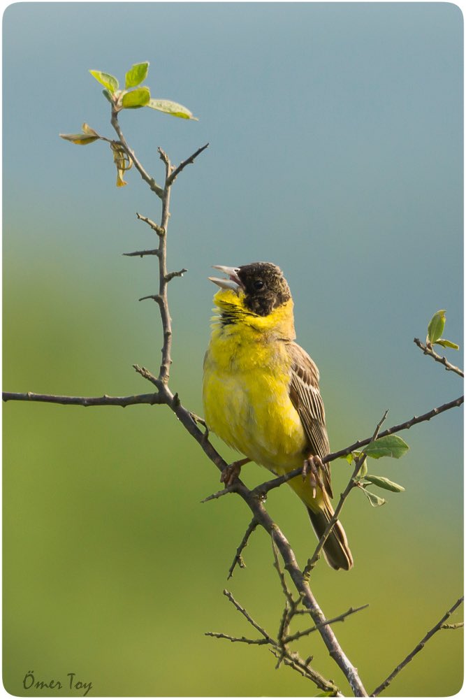 Karabaşlı kirazkuşu

#Hangitür #birdwatching #wildlifephotography #kuşgözlemi 
#yabanistanbul