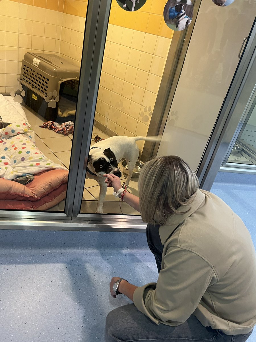 Emma Dodds (@sports_emmad) on Twitter photo Had the pleasure of visiting <a href="/DogsTrust/">Dogs Trust 💛🐶</a> Glasgow recently to meet some of the adorable dogs being cared for there and those up for adoption.
Jasper, Rocky and Haggis all stole my heart. Check them out dogstrust.org.uk
It’s a wonderful charity, if you’re considering a 🐶 Had the pleasure of visiting <a href="/DogsTrust/">Dogs Trust 💛🐶</a> Glasgow recently to meet some of the adorable dogs being cared for there and those up for adoption.
Jasper, Rocky and Haggis all stole my heart. Check them out dogstrust.org.uk
It’s a wonderful charity, if you’re considering a 🐶
