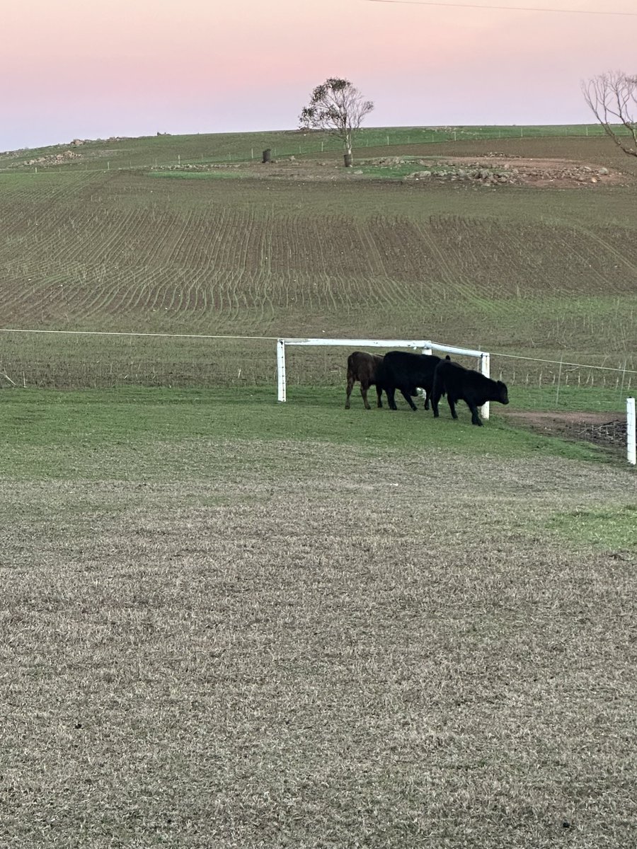 DaleBascomb's tweet image. time to fatten up some steak on malted barley and molasses