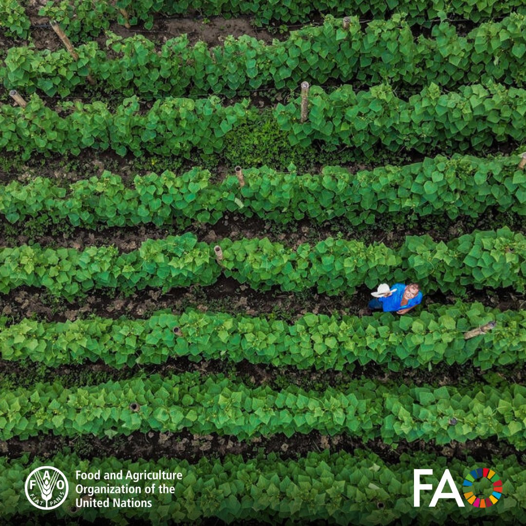FAOAIMS's tweet image. 🌎 Exciting news!
25+ leading institutions from #LatinAmerica have joined the #AGRIS Network, bringing rich regional knowledge to the global stage in agri-food research.
📚Explore their contributions and join the open science movement 👉 agris.fao.ofao.org/agris/news/wel…
#OpenData