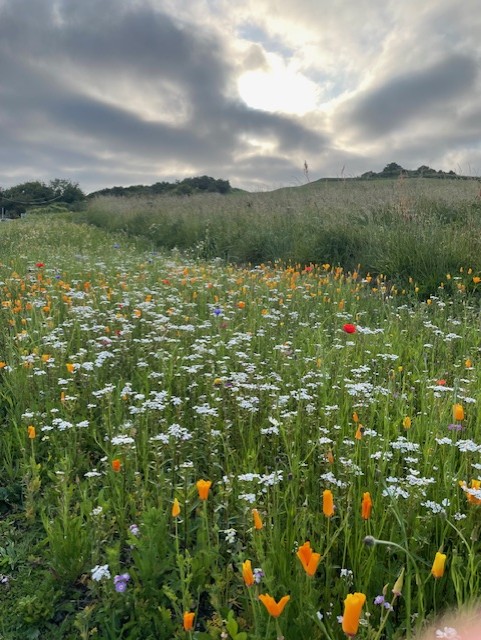 The course has looked absolutely amazing this week which is why Ilfracombe Golf Course is probably the most attractive course in the South West of England 🏴󠁧󠁢󠁥󠁮󠁧󠁿 ⛳ 😉

#IlfracombeGolfClub #SeeTheSeaFromEveryTee