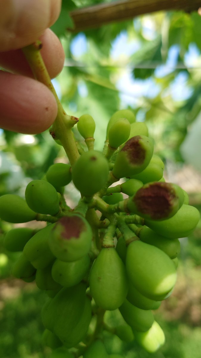 急遽、赤系を見回りましたが
やはり明るいところは焼けてますね…

摘粒すればいいので被害はほとんどありませんが
念の為、クラフト傘かけました

画像は #スカーレット