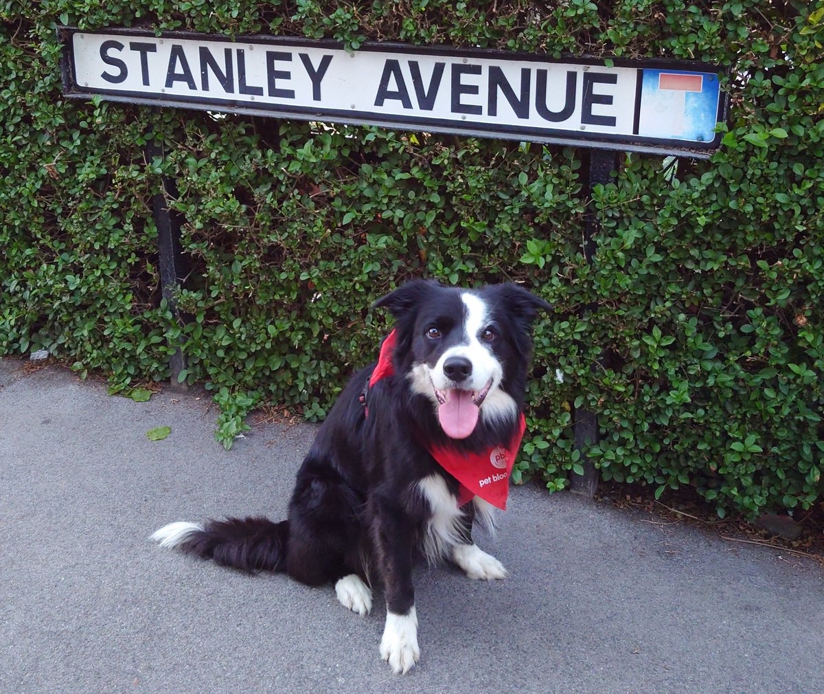 CollieJake's tweet image. It's been a while
Hi 👋😊