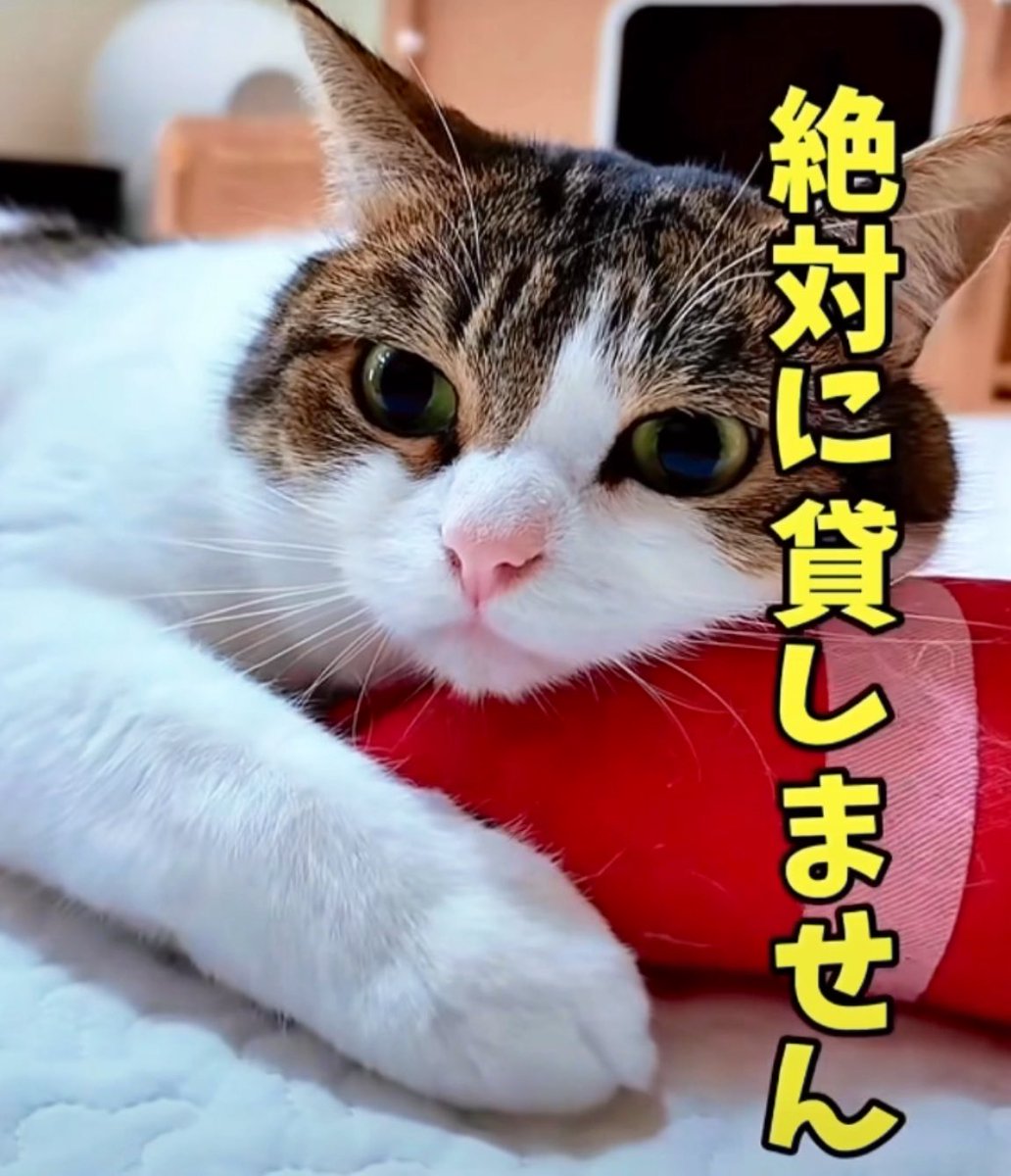こたろう先生の日常😽🙀😿😾
vt.tiktok.com/ZSkt437xN/