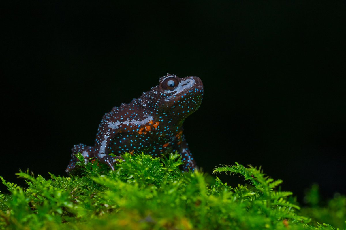 Supriya Sahu IAS (@supriyasahuias) on Twitter photo The Galaxy Frog
Melanobatrachus indicus - hidden gem from western ghats
Photographed by <a href="/dhanu_paran/">Dhanu Paran</a> #Galaxyfrog The Galaxy Frog
Melanobatrachus indicus - hidden gem from western ghats
Photographed by <a href="/dhanu_paran/">Dhanu Paran</a> #Galaxyfrog