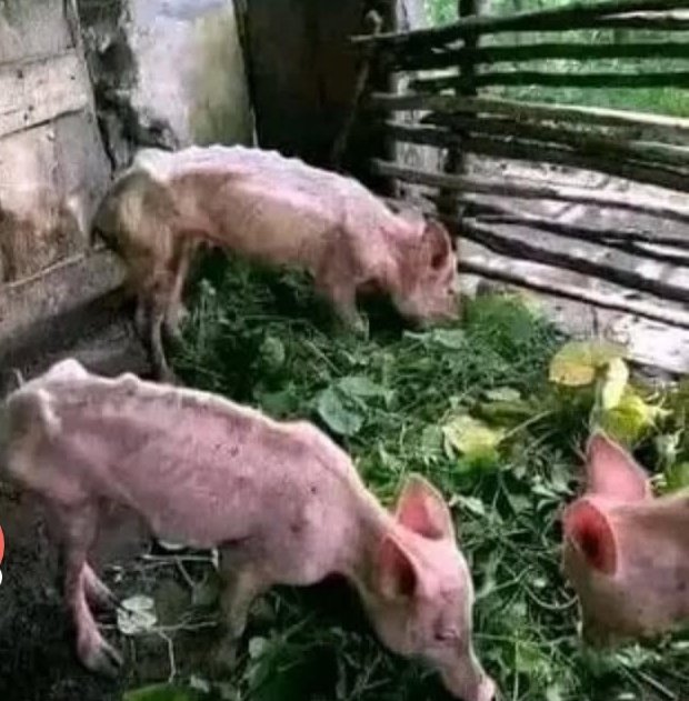 Unahisi huyu mmiliki/mfugaji wa huu utajiri atakua anaitwa jina gani? Mgumu hadi kuwalisha 😆