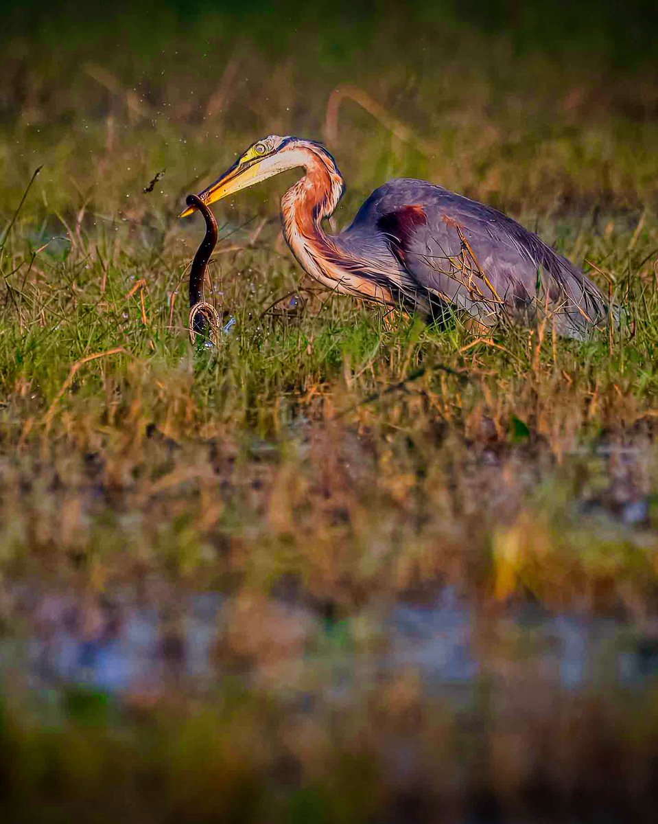 uday1103's tweet image. Predator and prey
Both struggling to stay alive. 

Odisha diaries - December 2024 

Post 94 - Manglajodi wetlands 

Nikon D500 with Nikkor 200-500 f 5.6

#nikond500 #odisha #manglajodi #indiaves #thephotohour #birdsoﬁnstagram #bitdphotography #purpleheron #heron #birds