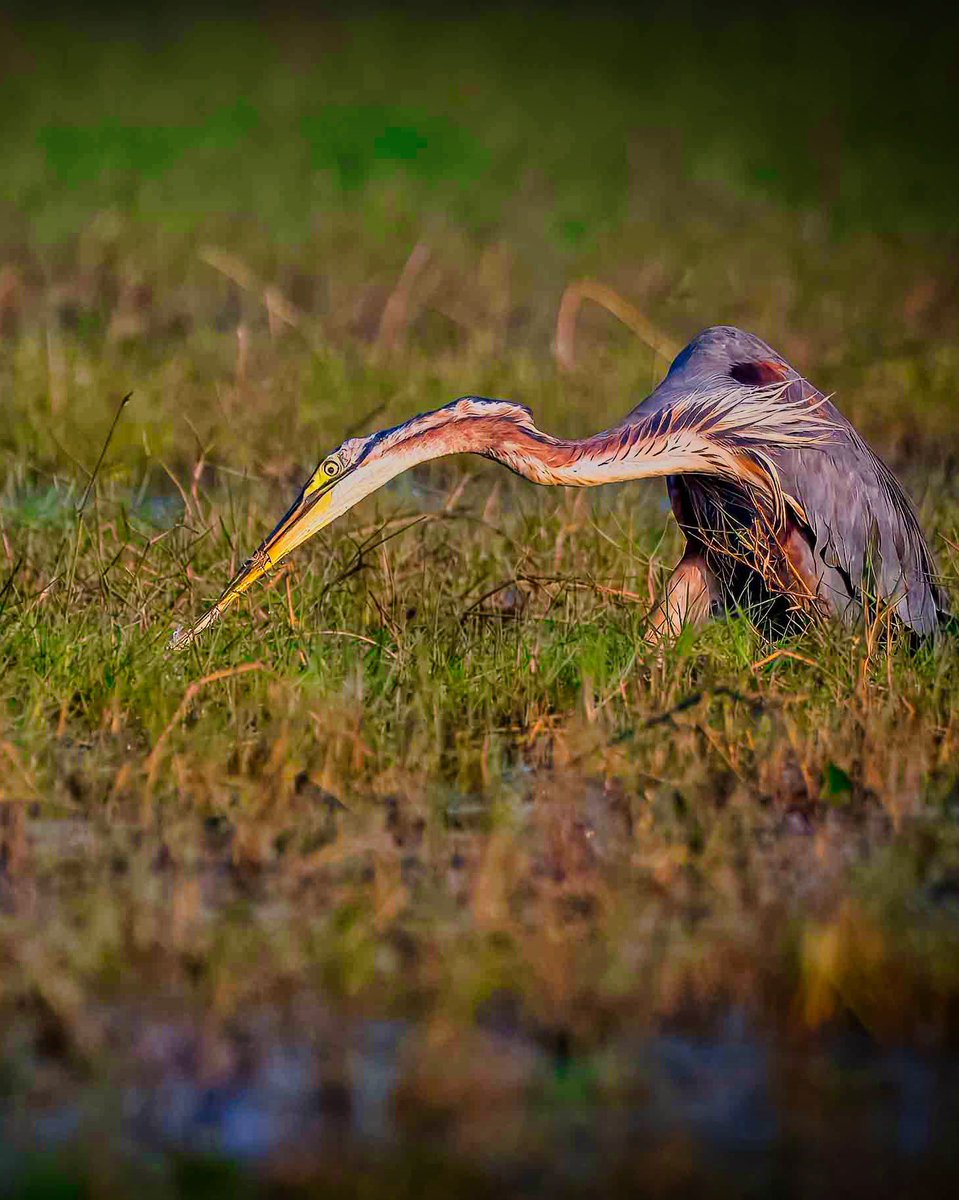 uday1103's tweet image. Predator and prey
Both struggling to stay alive. 

Odisha diaries - December 2024 

Post 94 - Manglajodi wetlands 

Nikon D500 with Nikkor 200-500 f 5.6

#nikond500 #odisha #manglajodi #indiaves #thephotohour #birdsoﬁnstagram #bitdphotography #purpleheron #heron #birds