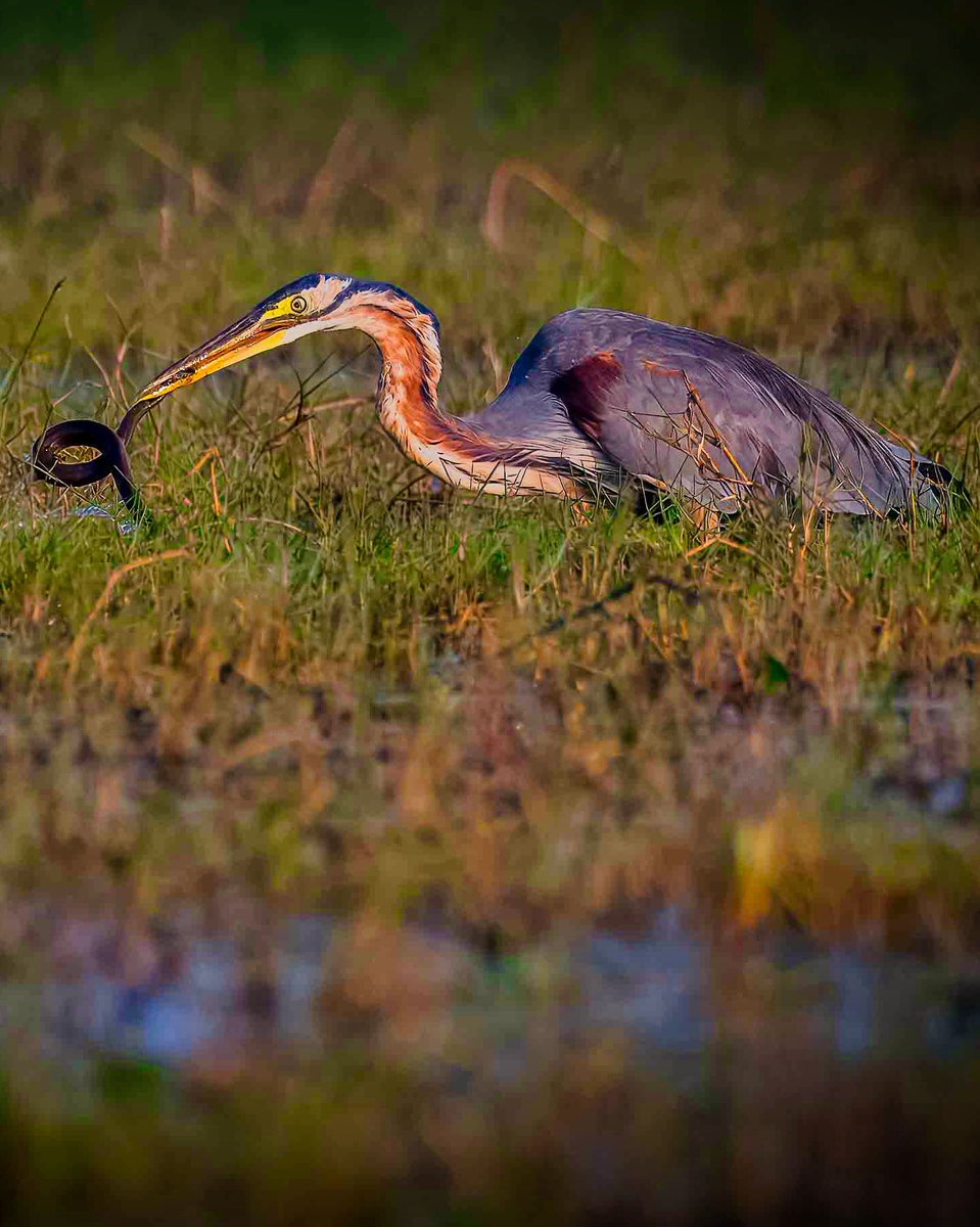 uday1103's tweet image. Predator and prey
Both struggling to stay alive. 

Odisha diaries - December 2024 

Post 94 - Manglajodi wetlands 

Nikon D500 with Nikkor 200-500 f 5.6

#nikond500 #odisha #manglajodi #indiaves #thephotohour #birdsoﬁnstagram #bitdphotography #purpleheron #heron #birds