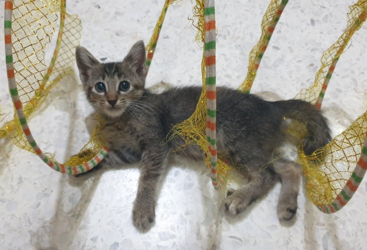 📌SETAPAK,KL

Mohon mencari tuan baru.
Saya mohon ada yang sudi pelihara, menyayangi dan menyediakan rumah selama-lamanya untuk anak kucing comel ini. Semoga Allah merahmati dan memurahkan rezeki anda.
🐈 betina (~2bulan)
✅ubat cacing, ubat kutu dan antibiotik

0138738911

😢🫩