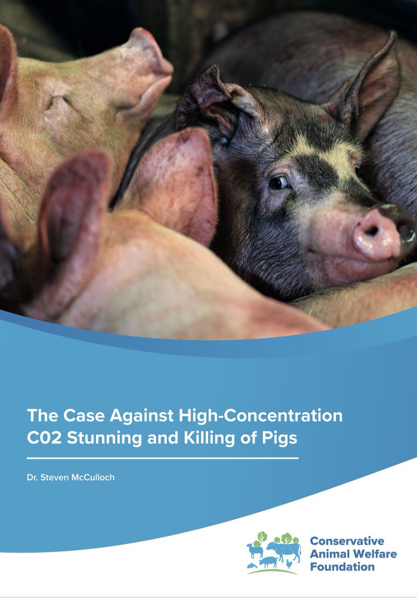 Our latest report  ’The Case Against High-Concentration CO₂ Stunning and Killing of Pigs’ by <a href="/SteveMcCVet/">Steven McCulloch</a> sets out a compelling case that the current practice used on an estimated 90% of pigs slaughtered in England and Wales is inhumane and morally unacceptable. The practice