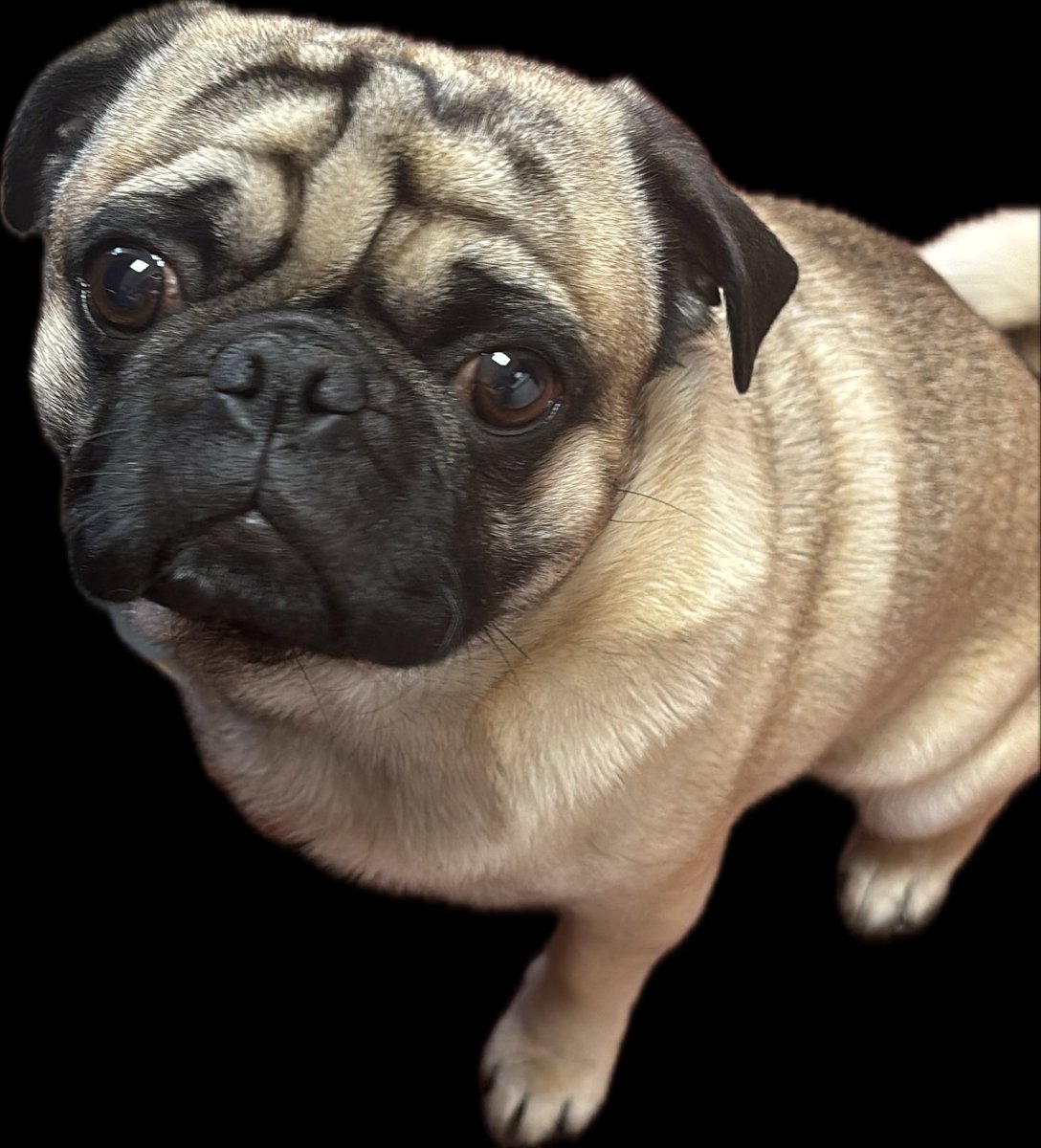 😁Our Sid is nice and cool in an air conditioned office....one spoilt PUG!! 😁

#pug #takeyourdogtowork #lovedogs #office #cute #ambervalleyllp