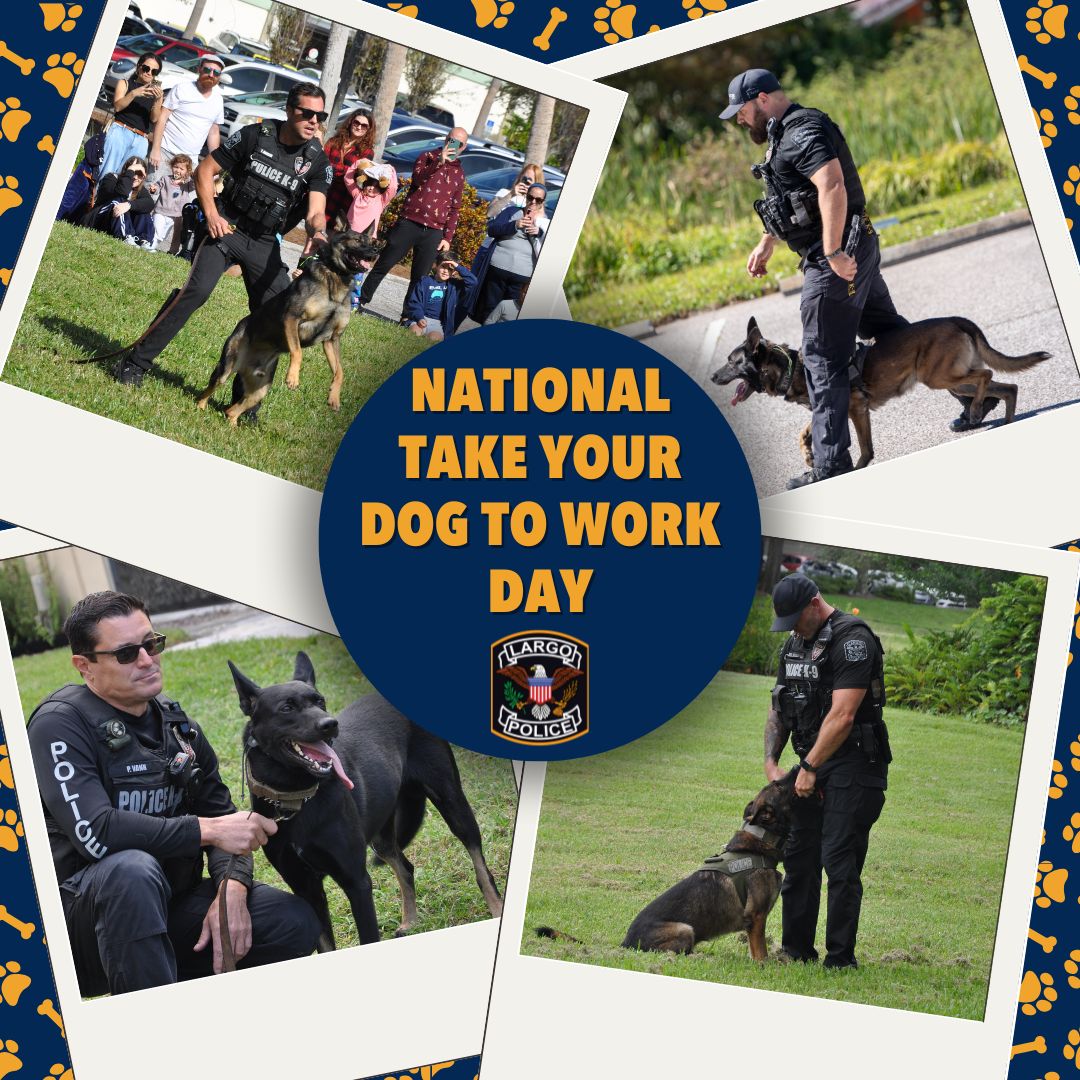 It’s 'Take Your Dog to Work Day', but for the Largo Police K9 Unit it’s just another day on the job🐶👮

These four-legged officers are more than just adorable coworkers; they’re highly trained partners who help keep our community safe. 

Give a paw-some shoutout to our K9 Unit!