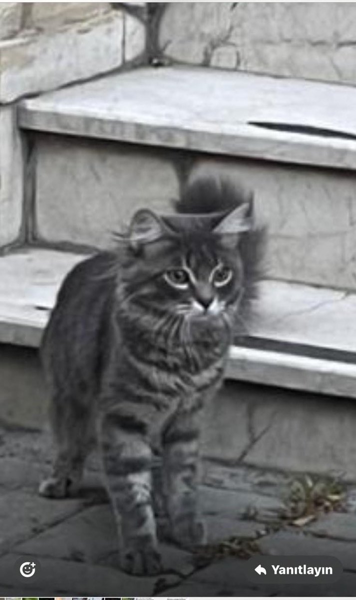 Senin allah belanı versin. İşin gücün rast gitmesin inşallah. Dermansız dertlere düş. O çocuk sizi yuva bilmiş yerinizi bulmuş gören de elinde testere ile dolanıyor sanır. Utanmaz rezil seni. Kedi bakmaktan bihaber mahluklar iki tırnak görse saldırı sanıyor.
Yuva arıyor.
İstanbul