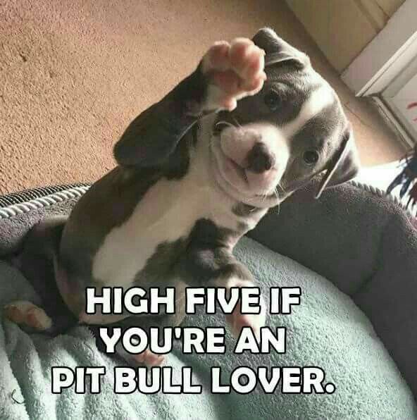 Dog Lovers (@doglovers03) on Twitter photo 