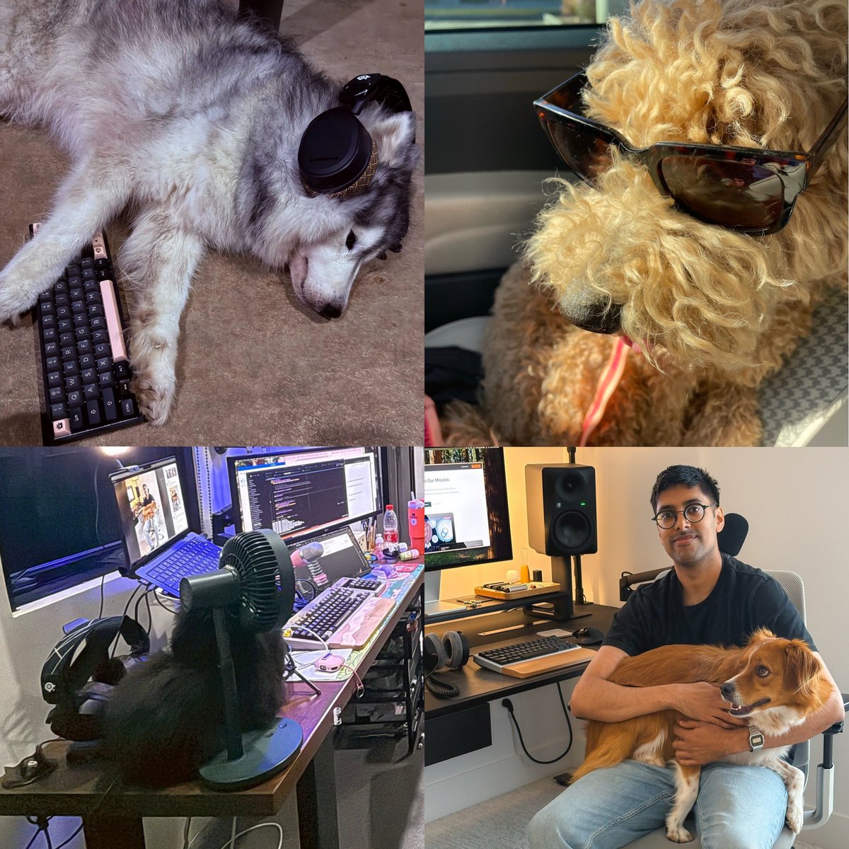 webdevstudios's tweet image. As today is Take Your Dog to Work Day, we're featuring the faithful pups who work with us behind the scenes at @webdevstudios! 🐶