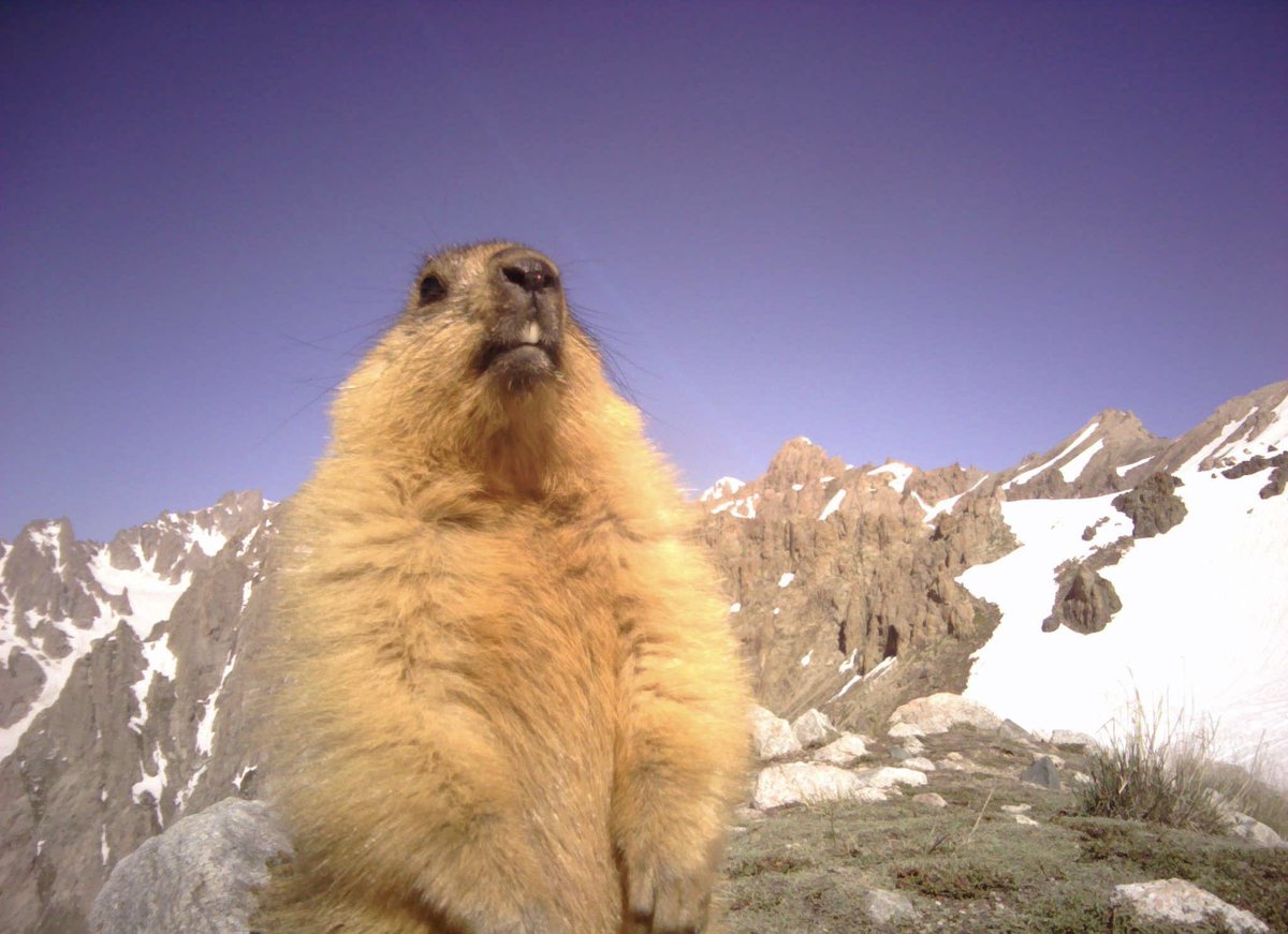 trailcam tweet media