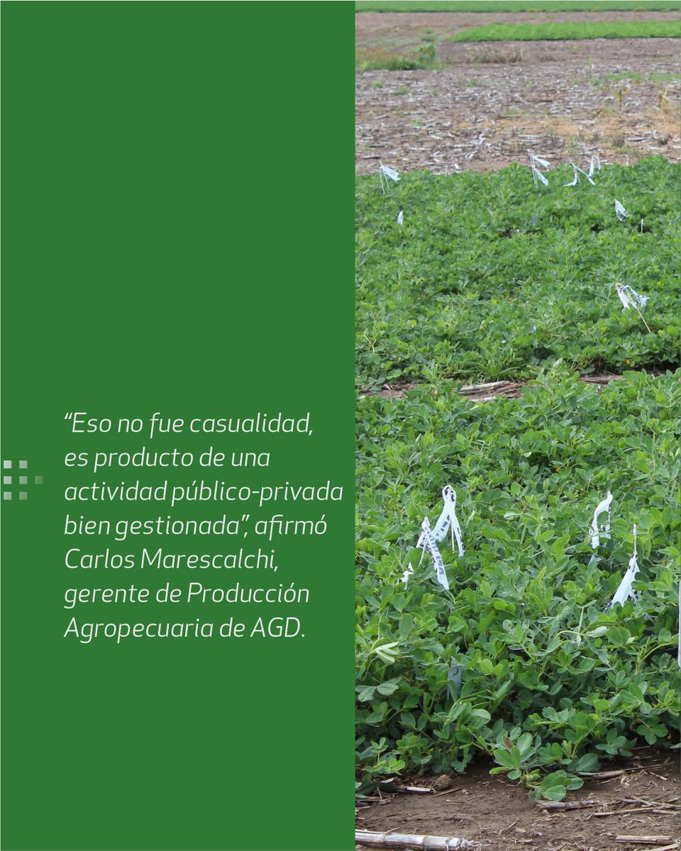 IntaManfredi's tweet photo. Alianzas que transforman: el #maní duplicó sus rindes en #Córdoba 🥜
🌱 En los últimos 25 años, la productividad del cultivo se duplicó: pasó de 2000 a más de 4000 kilos por hectárea en Córdoba. https://t.co/MtvDs4Czb9