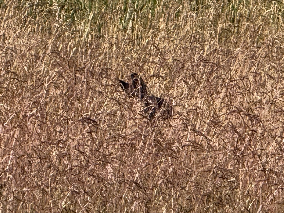 Chris.Talsma tweet media