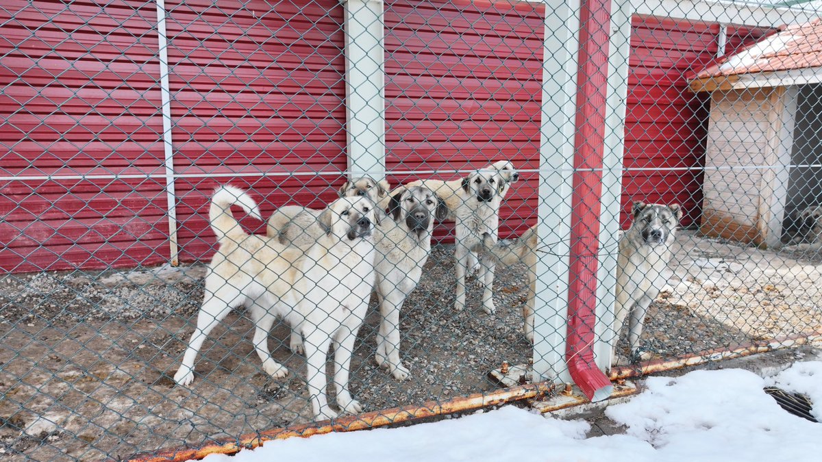 Ankara’da sokak hayvanları için toplanan bağışları kendi hesaplarına aktardıkları belirlenen 5 derneğin yöneticileri tutuklandı.

MASAK'ın yaptığı incelemede, 10 şüphelinin 25 milyon 440 bin lirayı zimmetlerine geçirdikleri tespit edildi. (TRT)