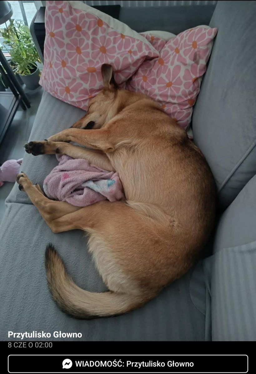 Ania ES (@annasernawit) on Twitter photo Kochani ❗ Mam wspaniałe wieści z <a href="/PrzytuliskoG/">Przytulisko Głowno</a> 🥰DŻUMA 🐶 przeszła w swoim krótkim życiu piekło, porzucona,potrącona przez auto doznała poważnych obrażeń💔Długo dochodziła do siebie i długo czekała na swoją szansę . Od jakiegoś czasu ma 🏡 i swoich kochających CZŁOWIEKÓW 🥹🥳💗 Kochani ❗ Mam wspaniałe wieści z <a href="/PrzytuliskoG/">Przytulisko Głowno</a> 🥰DŻUMA 🐶 przeszła w swoim krótkim życiu piekło, porzucona,potrącona przez auto doznała poważnych obrażeń💔Długo dochodziła do siebie i długo czekała na swoją szansę . Od jakiegoś czasu ma 🏡 i swoich kochających CZŁOWIEKÓW 🥹🥳💗
