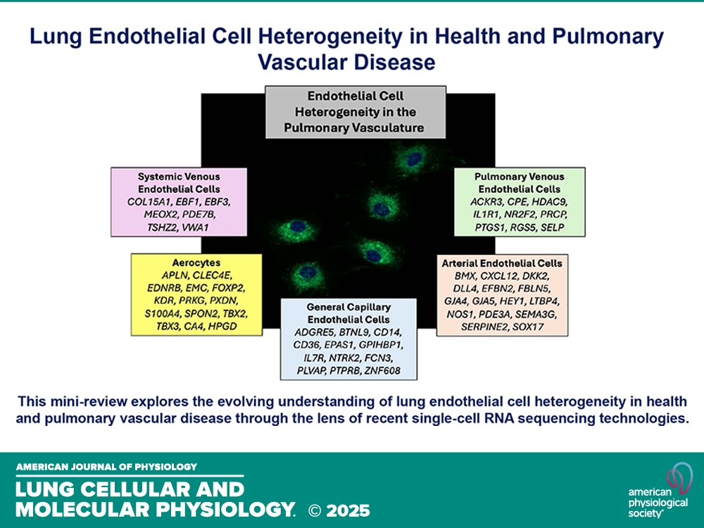 AJP-Lung Cellular and Molecular Physiology (@ajplung) on Twitter photo Review by KM Massad et al. (<a href="/CUAnschutz/">CU Anschutz Medical Campus</a> <a href="/WUSTLmed/">Test Account</a> <a href="/BrownUniversity/">Brown University</a> <a href="/TimLahm/">Tim Lahm</a>) Lung #endothelialcell heterogeneity in health and #pulmonary #vascular disease 🫁
ow.ly/sn6A50VZZSi Review by KM Massad et al. (<a href="/CUAnschutz/">CU Anschutz Medical Campus</a> <a href="/WUSTLmed/">Test Account</a> <a href="/BrownUniversity/">Brown University</a> <a href="/TimLahm/">Tim Lahm</a>) Lung #endothelialcell heterogeneity in health and #pulmonary #vascular disease 🫁
ow.ly/sn6A50VZZSi
